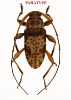 Tropidozineus distinctus Roguet, 2022 PARATYPE