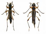 Odontocera annulicornis Magno, 2001 ♂ & ♀