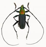 Topipuranga chlorogaster  (Aurivillius, 1910)