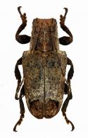 Trachysomus hydaspes  Dillon & Dillon, 1946