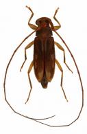 Acanthocinini Gen sp G489