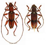 Protosphaerion signatipenne   Gounelle, 1909 ♂ & ♀