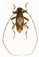 Acanthocinini Gen sp G144