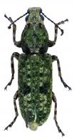 Ptychoderes viridanus Boheman, 1833