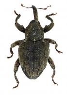 Conotrachelus sp45