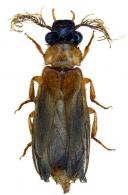 Phrixothrix gibbosum  Wittmer, 1976