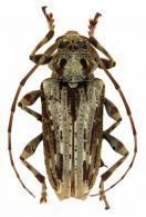 Aegoschema moniliferum  (White, 1855)