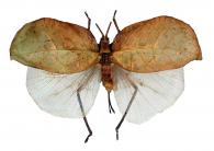 Cycloptera aurantifolia (Stoll, 1787)