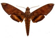 Pachylia ficus  (Linné, 1758)