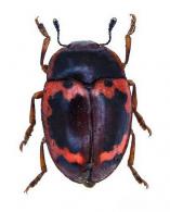 Iphiclus (Neobarytopus) bellulus Lacoraire,1842