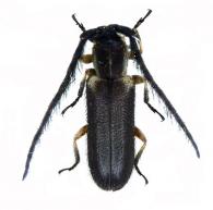 Amphicnaeia amicusbira  Galileo, 2015