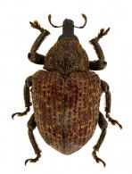 Curculionidae Gen sp101