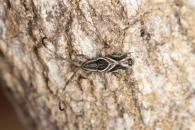 Bebelis picta
