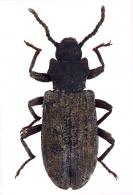 Goniadera (Goniadera) novemcostata diversicollis Pic, 1913