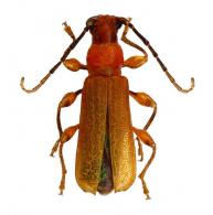 Corallancyla sp G105