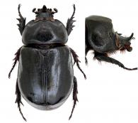 Heterogomphus telamon (Burmeister, 1847)