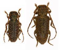 Estola m-flavum  Breuning, 1940  ♂ & ♀