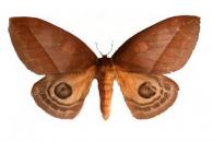 Automeris larra  (Walker, 1855)