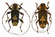 Neoeutrypanus nobilis  (Bates, 1864)   ♂ & ♀