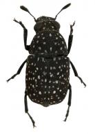 Phaenithon albosparus Labr. et Imh., 1842 