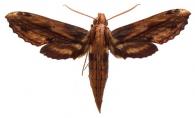 Xylophanes colinae  Haxaire, 1994