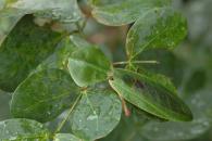 Chaeradodis sp
