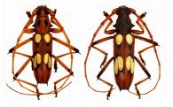 Eburodacrys amabilis  Galileo & Martins, 2009  ♂ & ♀