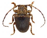 Aerenea sulcicollis subsulcicollis  Breunning, 1948
