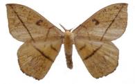 Periga cynira  (Cramer, 1777)