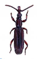 Brentinae Gen sp6