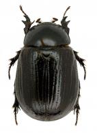 Hylobothynus arnaudi Dechambre, 1979