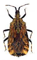 Hesus cordatus (Fabricius, 1803)