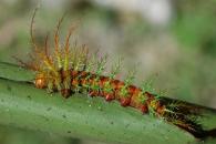 Dirphia sp