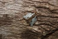 Lasiocampidae Gen sp