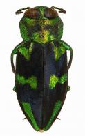 Chrysobothris maculata Laporte & Gory, 1837