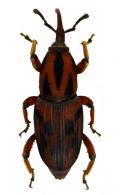 Metamasius cerasinus Vaurie, 1966