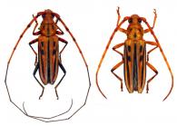 Ceragenia bicornis   (Fabricius, 1801) ♂ & ♀