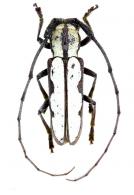 Phoebemima theaphia  (Bates, 1881)