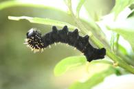 Manduca lucetius