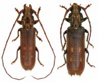 Praxithea guianensis Tavakilian & Monné, 2002 ♂ & ♀