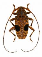 Atrypanius binoculatus (Bates, 1864)