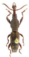 Estenorhinus exsertus Gyllenhall, 1833