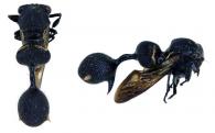 Heteronotus nigrogiganteus Boulard, 1980  ♂  