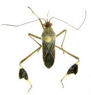 Coreidae Gen sp4