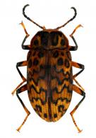 Cymatothes hieroglyphicus  (Perty, 1830)