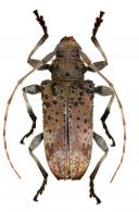 Oreodera pustulosa Monné & Fragoso, 1988