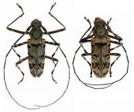 Macropophora trochlearis  (Linnaeus, 1758) ♂ & ♀