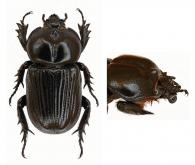 Phileurus didymus  (Linné, 1758)