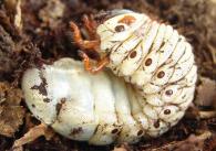 Megasoma acteon (larve)