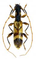 Pygmodeon sp G61